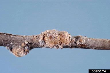woolly apple aphid, Eriosoma lanigerum  (Hemiptera: Aphididae) - 5385174