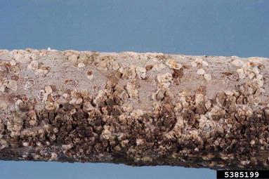 false armored scale, Conchaspis cordiae  (Hemiptera: Conchaspididae) - 5385199