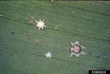 stellate scale, Vinsonia stellifera  (Hemiptera: Coccidae) - 5385220