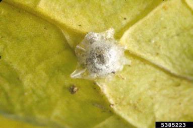 stellate scale, Vinsonia stellifera  (Hemiptera: Coccidae) - 5385223
