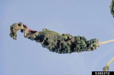 thrips, Holopothrips tabebuia  (Thysanoptera: Phlaeothripidae) - 5385372