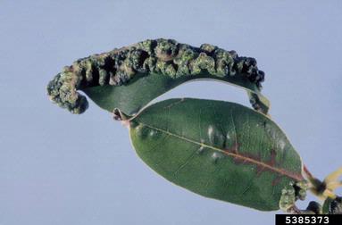 thrips, Holopothrips tabebuia  (Thysanoptera: Phlaeothripidae) - 5385373