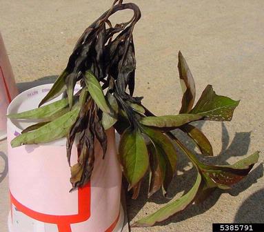 Phytophthora root rot (Phytophthora cactorum ) on peony (Paeonia spp. ) - 5385791
