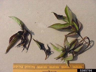 Phytophthora root rot (Phytophthora cactorum ) on peony (Paeonia spp. ) - 5385794