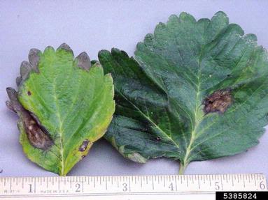 Phomopsis leaf blight and fruit rot (Phomopsis obscurans ) on strawberry (Fragaria x ananassa ) - 5385824