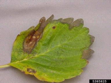 Phomopsis leaf blight and fruit rot (Phomopsis obscurans ) on strawberry (Fragaria x ananassa ) - 5385825