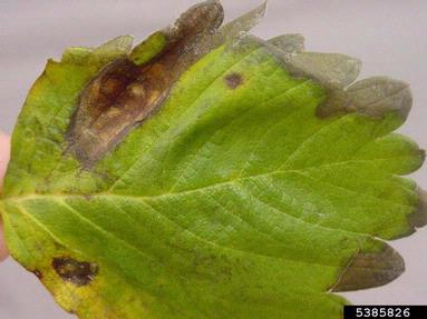Phomopsis leaf blight and fruit rot (Phomopsis obscurans ) on strawberry (Fragaria x ananassa ) - 5385826