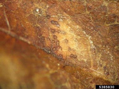 Phomopsis leaf blight and fruit rot (Phomopsis obscurans ) on strawberry (Fragaria x ananassa ) - 5385830
