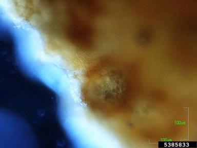 Phomopsis leaf blight and fruit rot (Phomopsis obscurans ) on strawberry (Fragaria x ananassa ) - 5385833