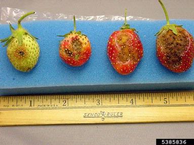 anthracnose (Colletotrichum spp. ) on strawberry (Fragaria x ananassa ) - 5385836