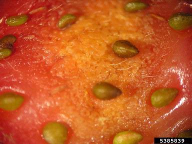 anthracnose (Colletotrichum spp. ) on strawberry (Fragaria x ananassa ) - 5385839