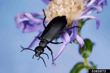 black blister beetle, Epicauta pensylvanica  (Coleoptera: Meloidae) - 5385873
