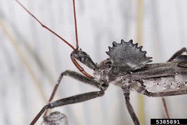 wheel bug, Arilus cristatus  (Hemiptera: Reduviidae) - 5385891