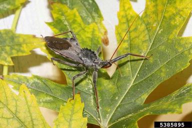 wheel bug, Arilus cristatus  (Hemiptera: Reduviidae) - 5385895