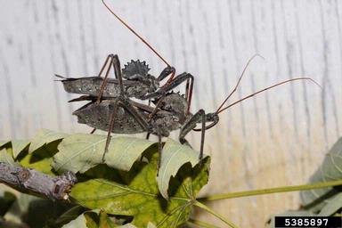 wheel bug, Arilus cristatus  (Hemiptera: Reduviidae) - 5385897