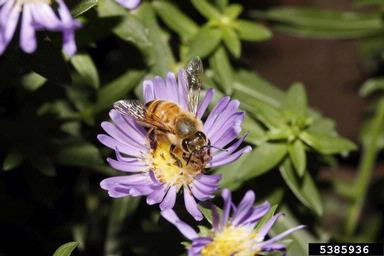 honey bee, Apis mellifera  (Hymenoptera: Apidae) - 5385936