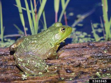 American bullfrog, Lithobates catesbeianus  (Anura: Ranidae) - 5385945
