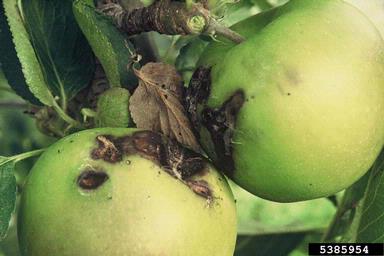 light brown apple moth (Epiphyas postvittana ) on apple (Malus domestica ) - 5385954
