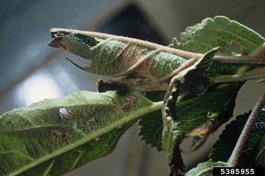 light brown apple moth (Epiphyas postvittana ) on apple (Malus domestica ) - 5385955