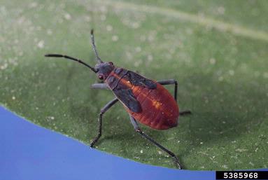 boxelder bug, Boisea trivittata  (Hemiptera: Rhopalidae) - 5385968