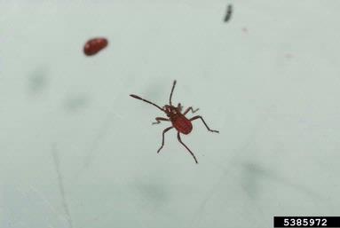 boxelder bug, Boisea trivittata  (Hemiptera: Rhopalidae) - 5385972