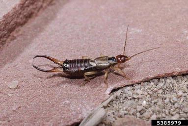European earwig, Forficula auricularia  (Dermaptera: Forficulidae) - 5385979