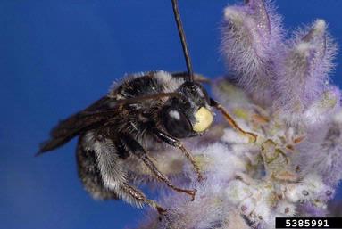 Andrenid bees, Andrena spp.  (Hymenoptera: Andrenidae) - 5385991