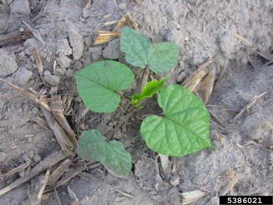 purple moonflower, Ipomoea turbinata  (Solanales: Convolvulaceae) - 5386021