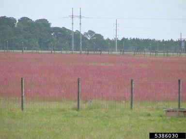 red sorrel, Rumex acetosella  (Polygonales: Polygonaceae) - 5386030