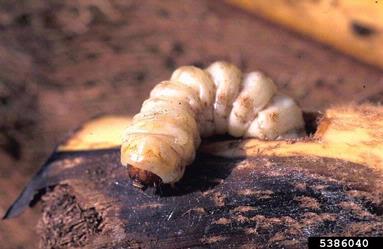 palm moth, Paysandisia archon  (Lepidoptera: Castniidae) - 5386040