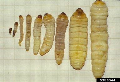 palm moth, Paysandisia archon  (Lepidoptera: Castniidae) - 5386044
