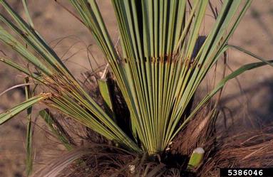 palm moth (Paysandisia archon ) on Chinese windmill palm (Trachycarpus fortunei ) - 5386046