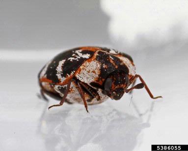 carpet beetle, Anthrenus scrophulariae  (Coleoptera: Dermestidae) - 5386055
