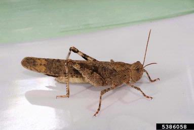 Carolina grasshopper, Dissosteira carolina  (Orthoptera: Acrididae) - 5386058