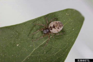 meshweavers,    (Araneae: Dictynidae) - 5386071