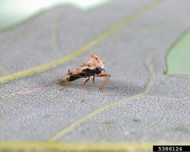 oak lace bug, Corythucha arcuata  (Hemiptera: Tingidae) - 5386124