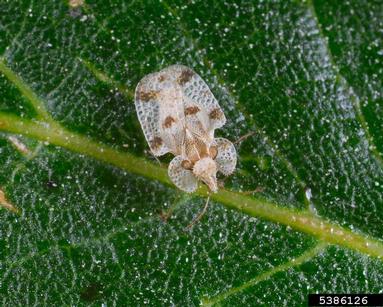 oak lace bug, Corythucha arcuata  (Hemiptera: Tingidae) - 5386126