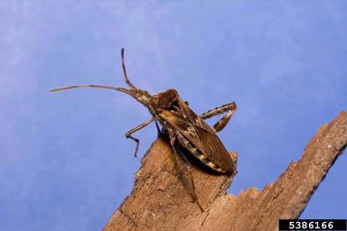western conifer-seed bug, Leptoglossus occidentalis  (Hemiptera: Coreidae) - 5386166