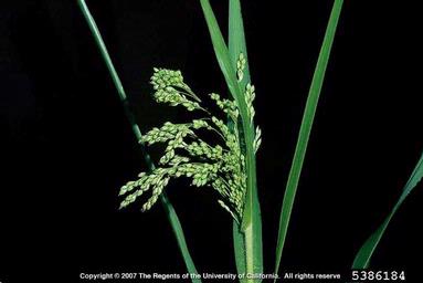 wild-proso millet, Panicum miliaceum  (Cyperales: Poaceae) - 5386184