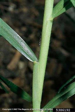 kikuyugrass, Pennisetum clandestinum  (Cyperales: Poaceae) - 5386192