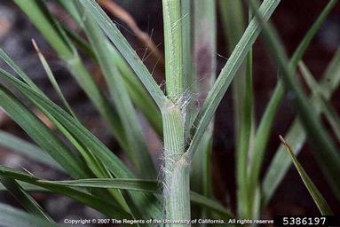 crimson fountaingrass, Pennisetum setaceum  (Cyperales: Poaceae) - 5386197