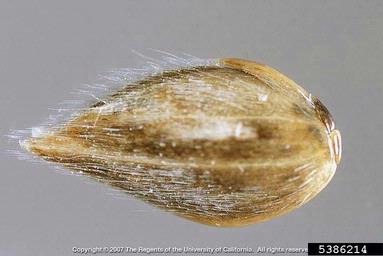 littleseed canarygrass, Phalaris minor  (Cyperales: Poaceae) - 5386214