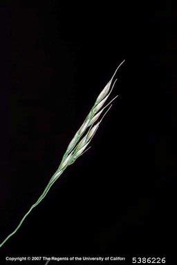 smilograss, Piptatherum miliaceum  (Cyperales: Poaceae) - 5386226