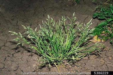 annual bluegrass, Poa annua  (Cyperales: Poaceae) - 5386229