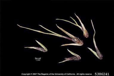Kentucky bluegrass, Poa pratensis  (Cyperales: Poaceae) - 5386241