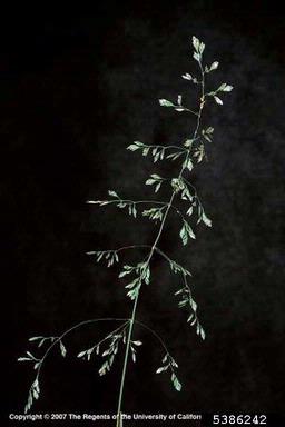 Kentucky bluegrass, Poa pratensis  (Cyperales: Poaceae) - 5386242