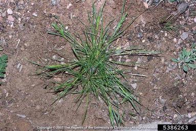 common mediterraneangrass, Schismus barbatus  (Cyperales: Poaceae) - 5386263
