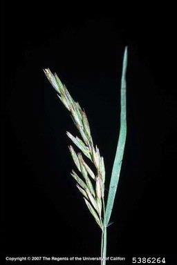 common mediterraneangrass, Schismus barbatus  (Cyperales: Poaceae) - 5386264
