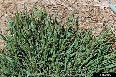 bristly foxtail, Setaria verticillata  (Cyperales: Poaceae) - 5386289