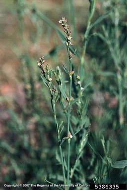 silversheath knotweed, Polygonum argyrocoleon  (Polygonales: Polygonaceae) - 5386335